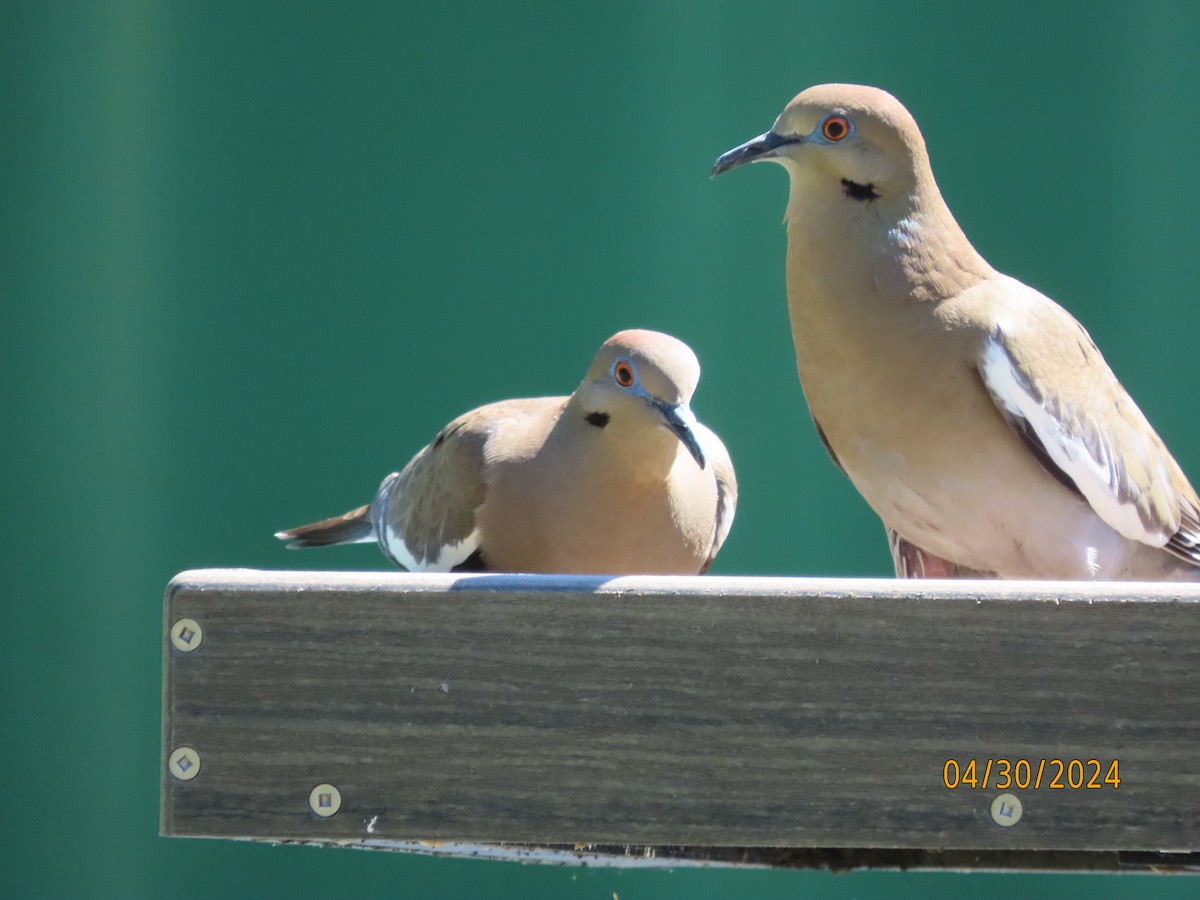 White-winged Dove - Susan Leake