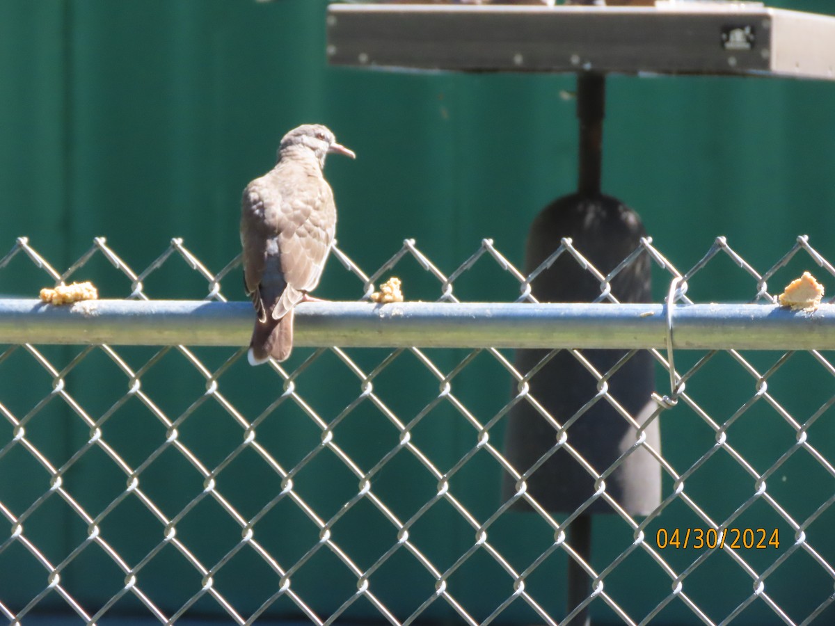 White-winged Dove - Susan Leake