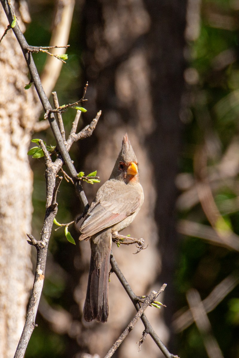 Pyrrhuloxia - Christina Kidd