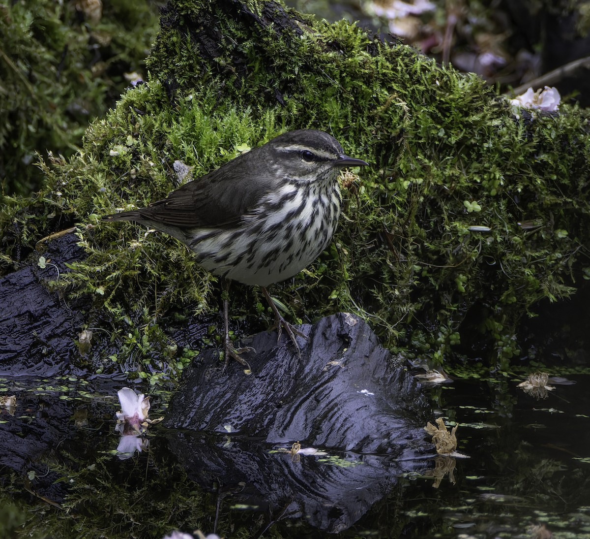 Northern Waterthrush - Marisa Hernandez