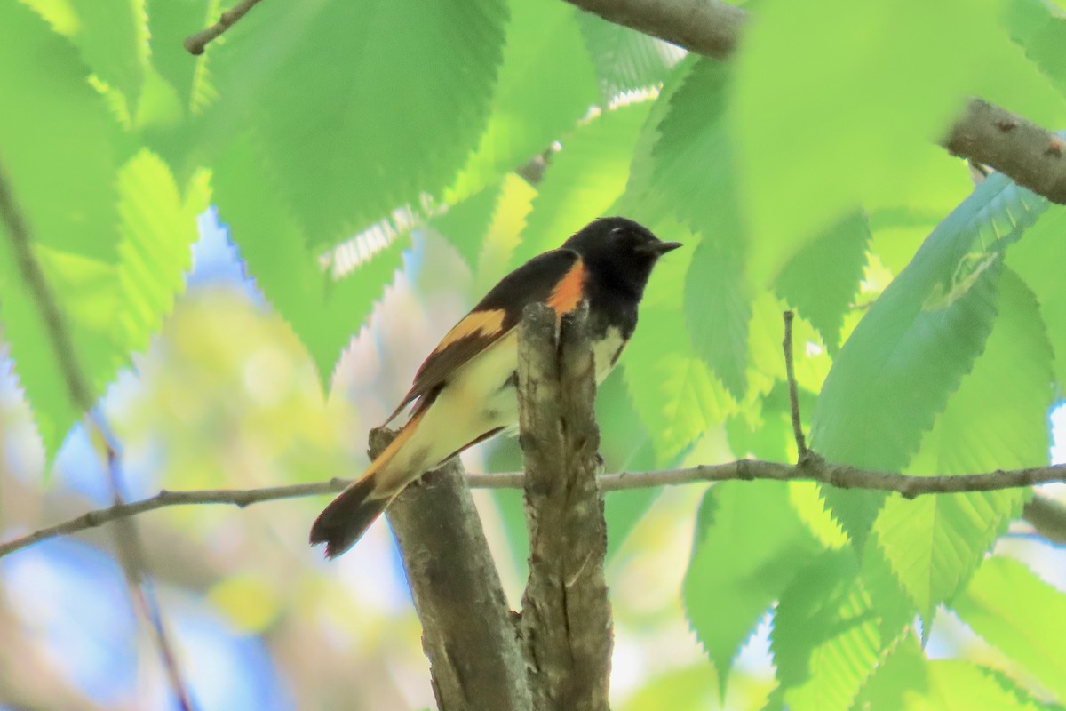 American Redstart - ML618221646