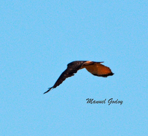 Roadside Hawk - ML618221655