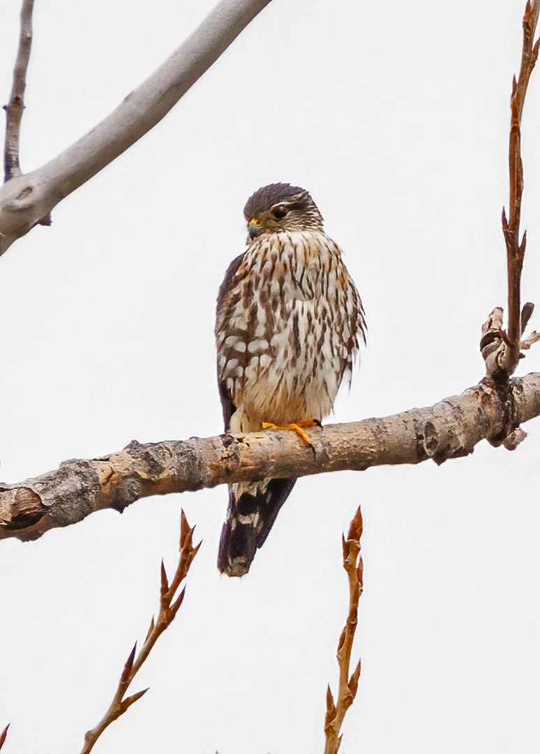 Merlin - Michel Laquerre