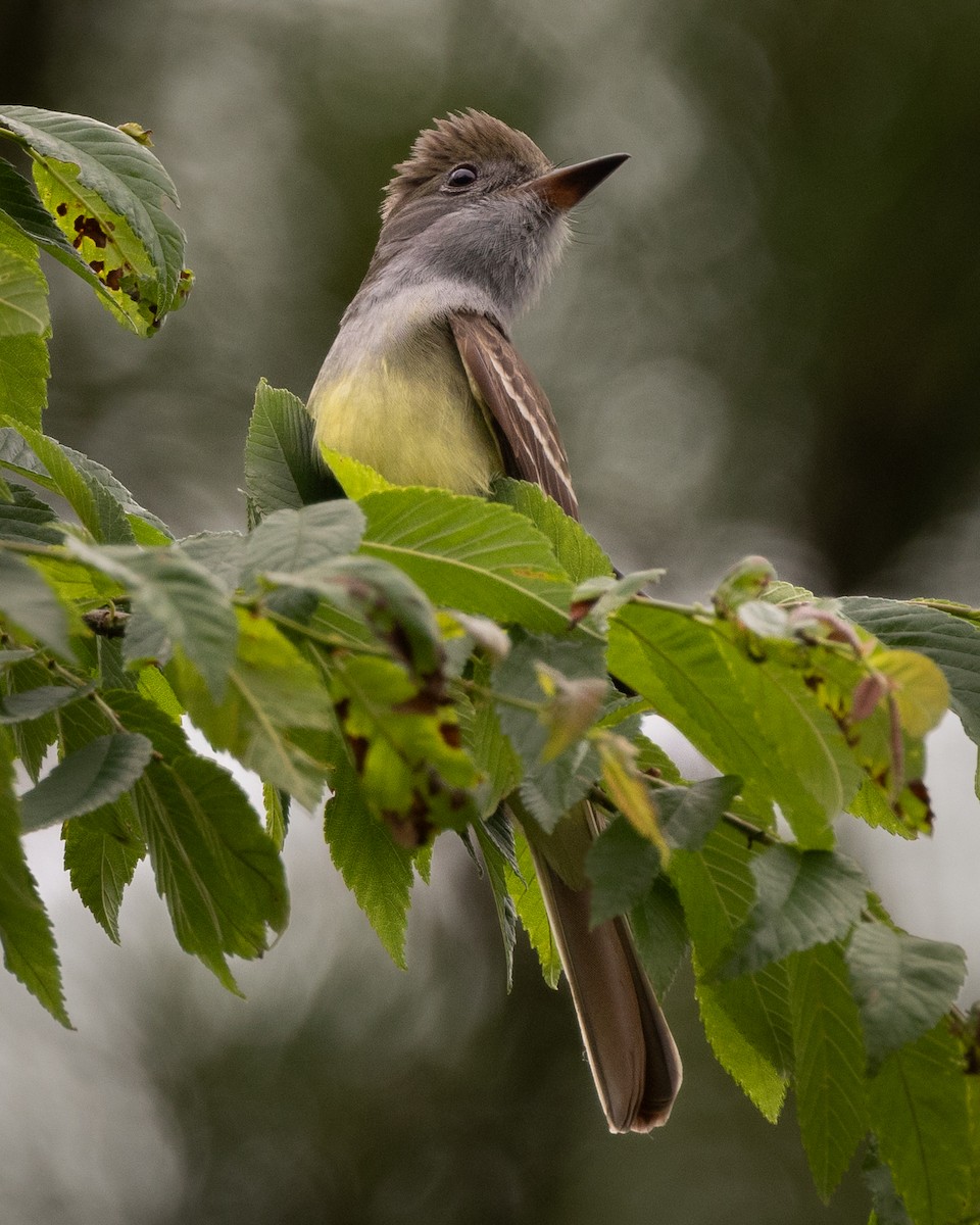 Great Crested Flycatcher - ML618221675