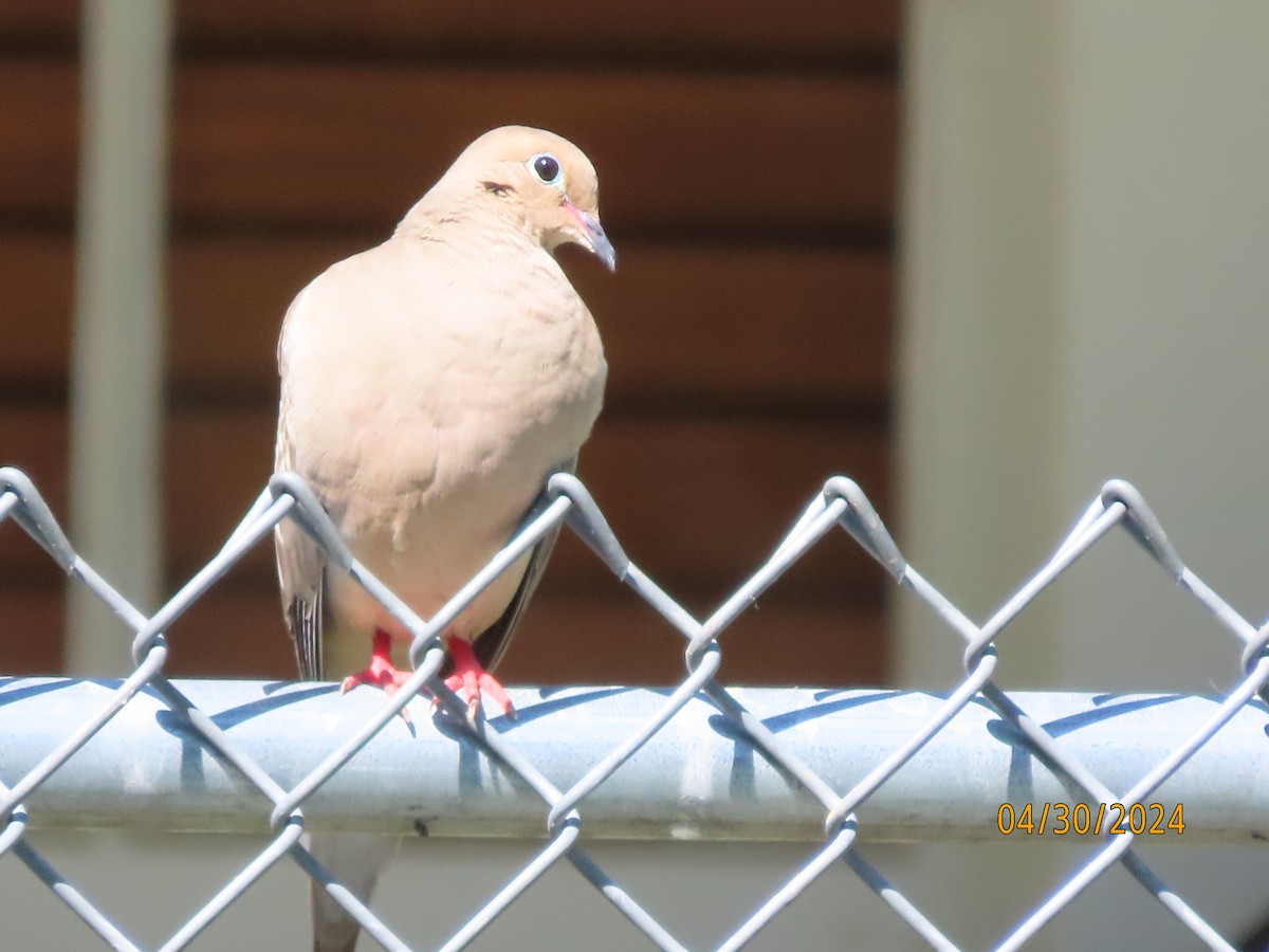 Mourning Dove - Susan Leake