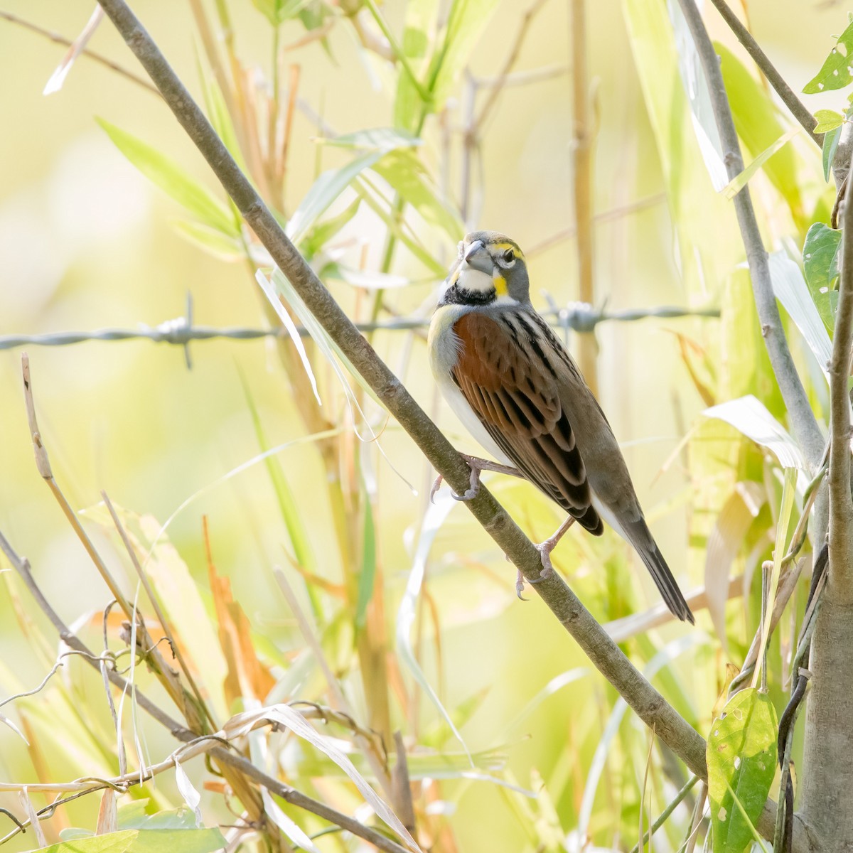 Dickcissel - ML618221718