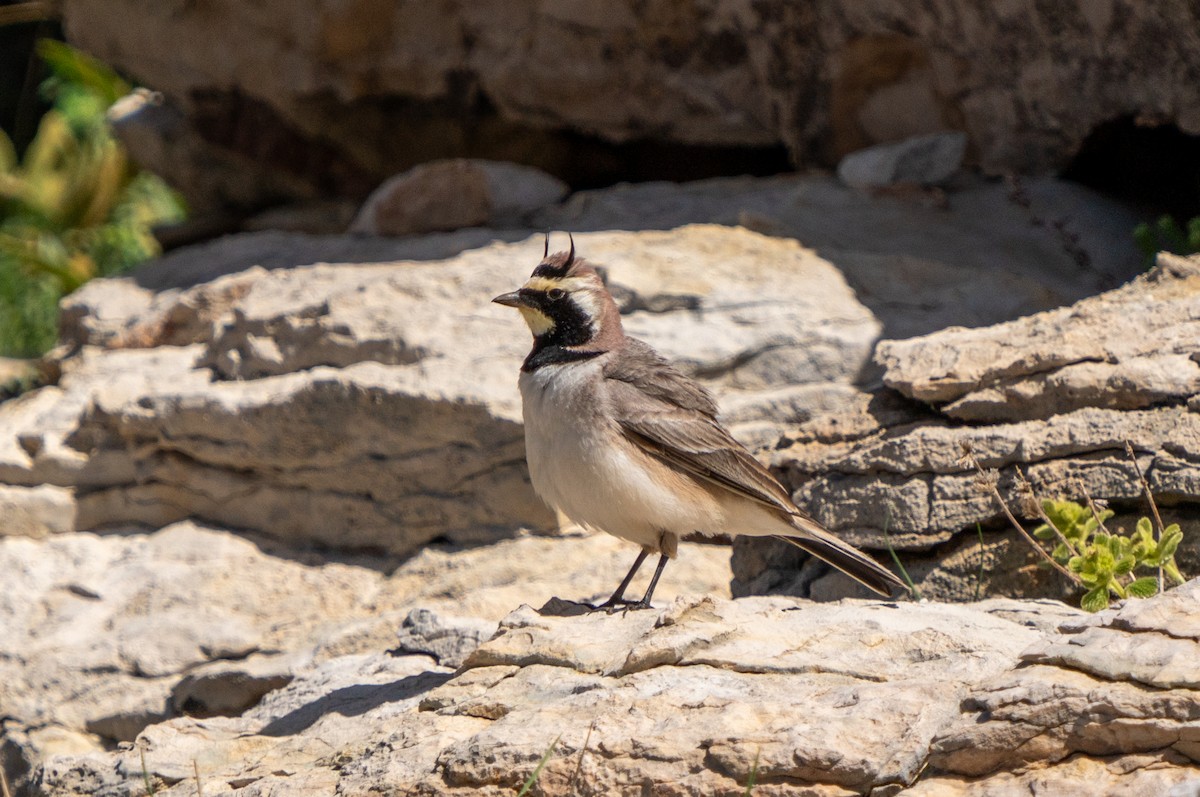 Horned Lark - Ali COBANOGLU