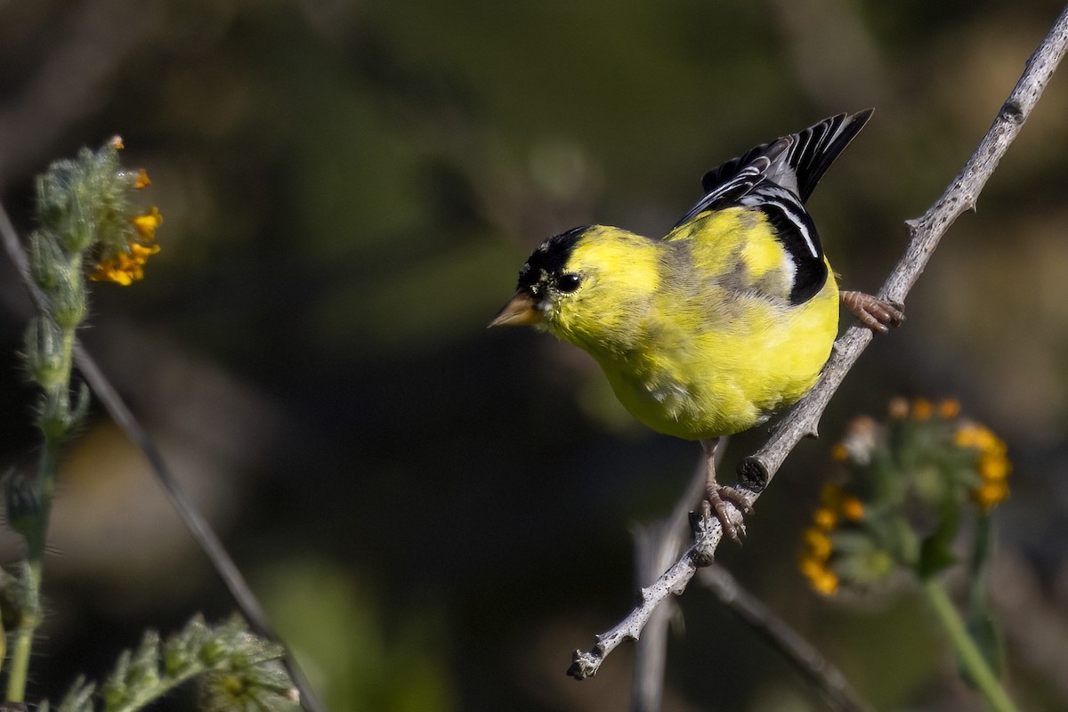 Chardonneret jaune - ML618221753