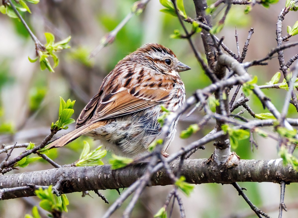 Song Sparrow - Michel Laquerre