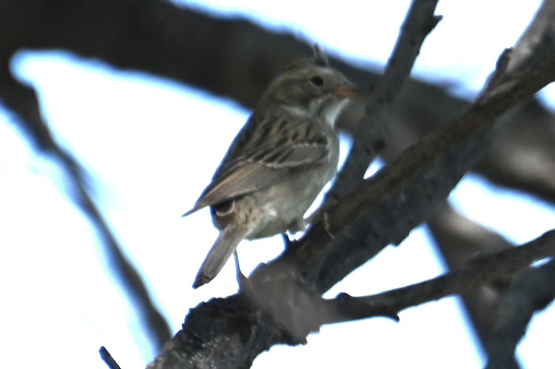 Brewer's Sparrow - Joe Cochran