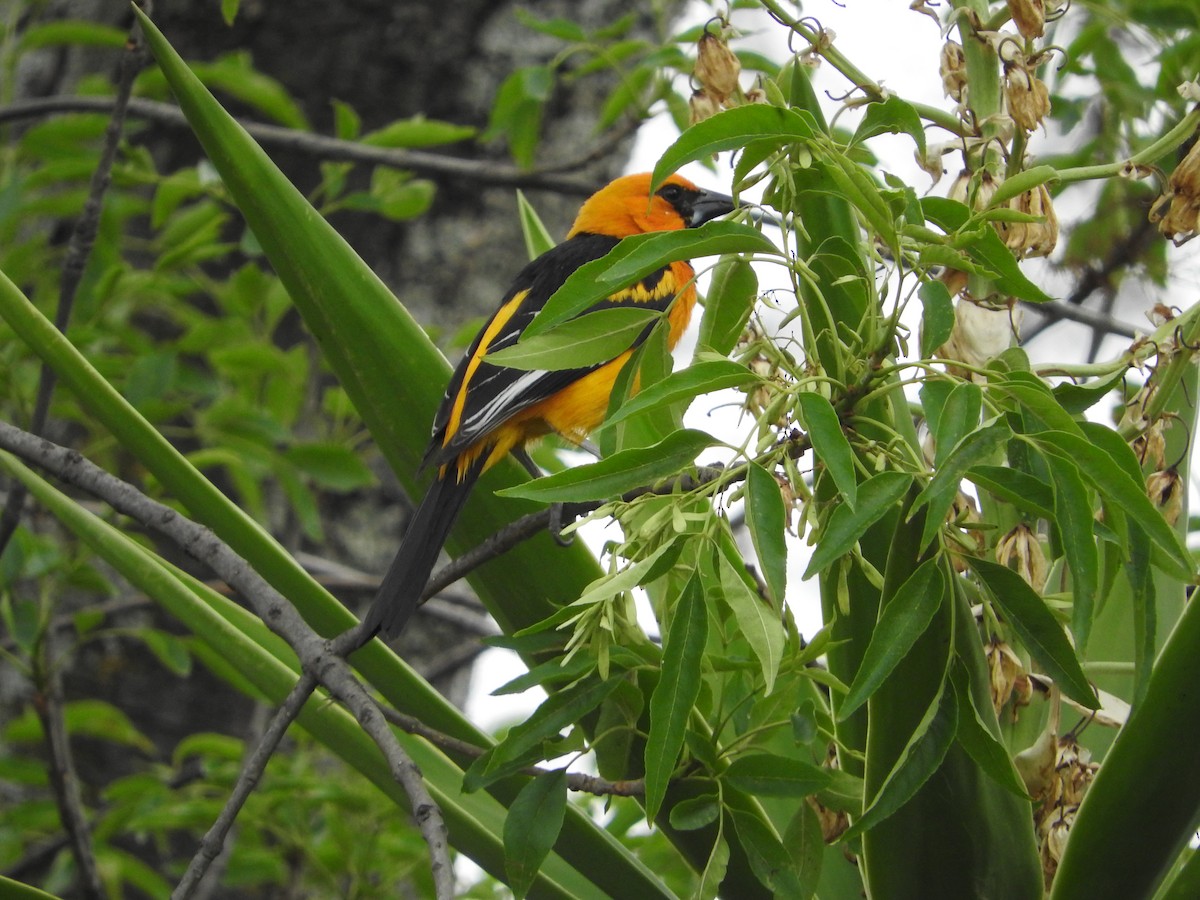 Altamira Oriole - Azucena Olvera