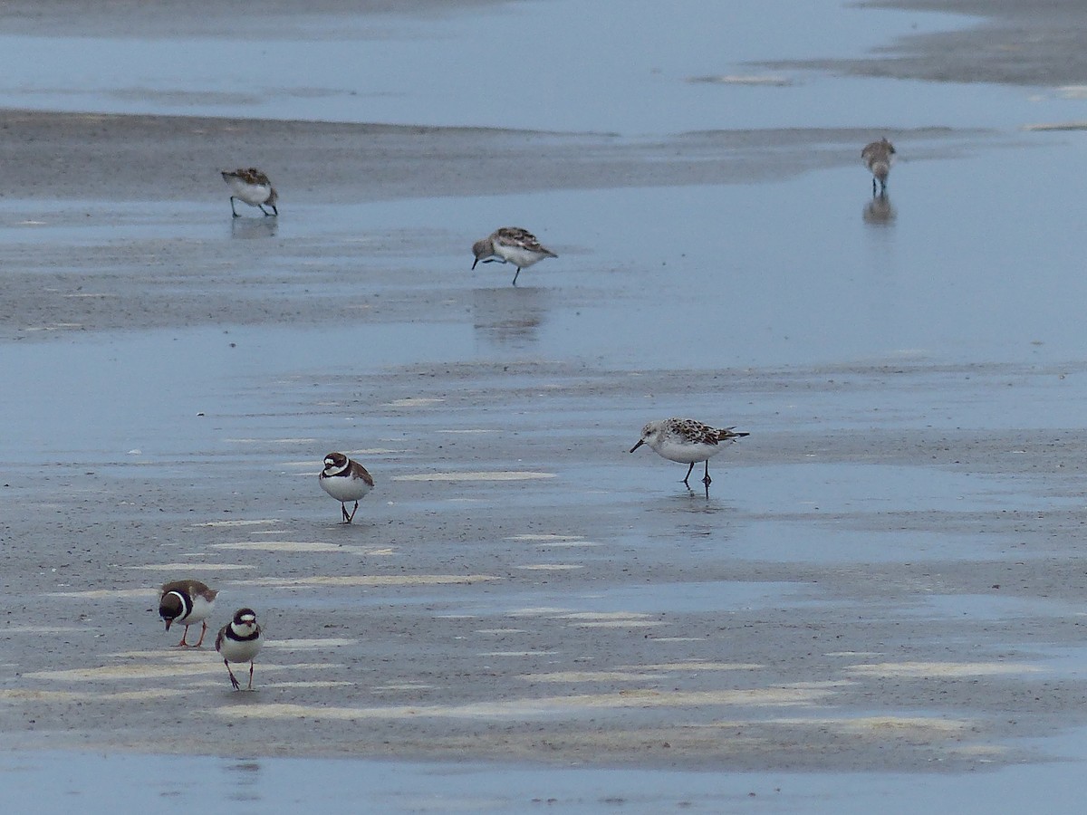 Semipalmated Plover - Jacklyn Canterbury