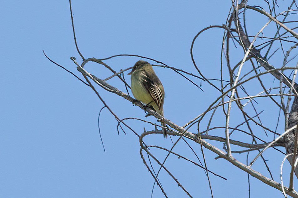 Western Flycatcher - Kathryn McGiffen