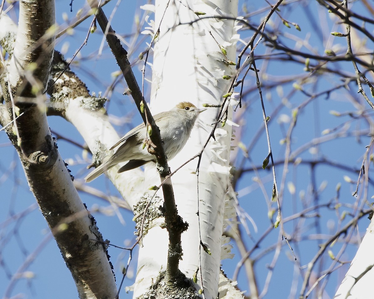 Eurasian Blackcap - Terence Degan