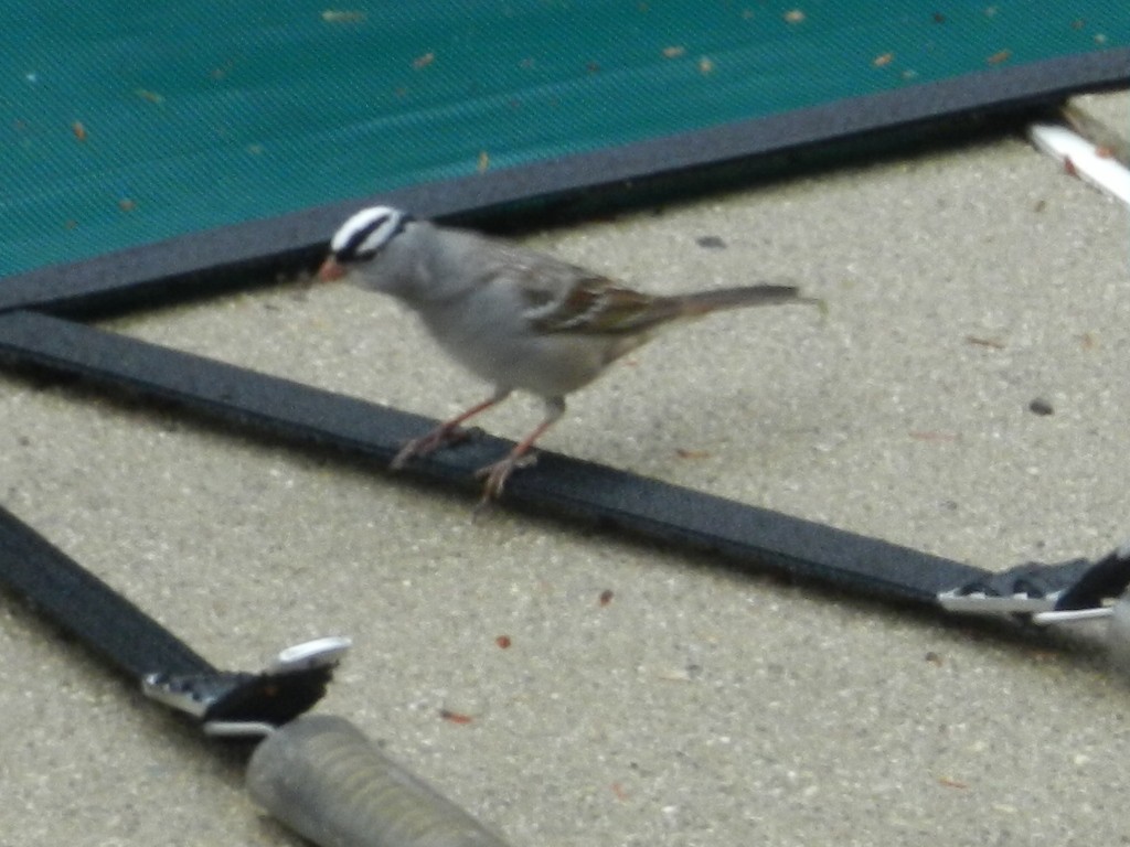 White-crowned Sparrow - Bill Lindley