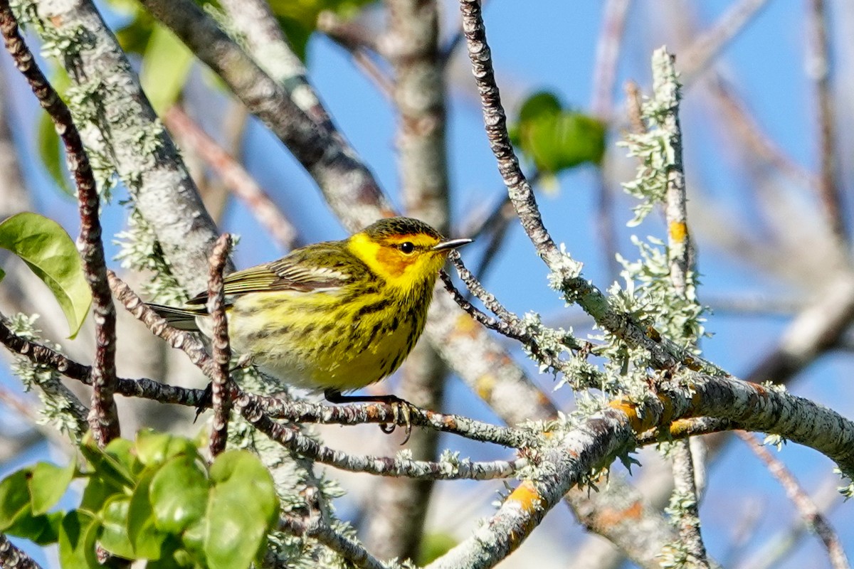 Cape May Warbler - ML618221832