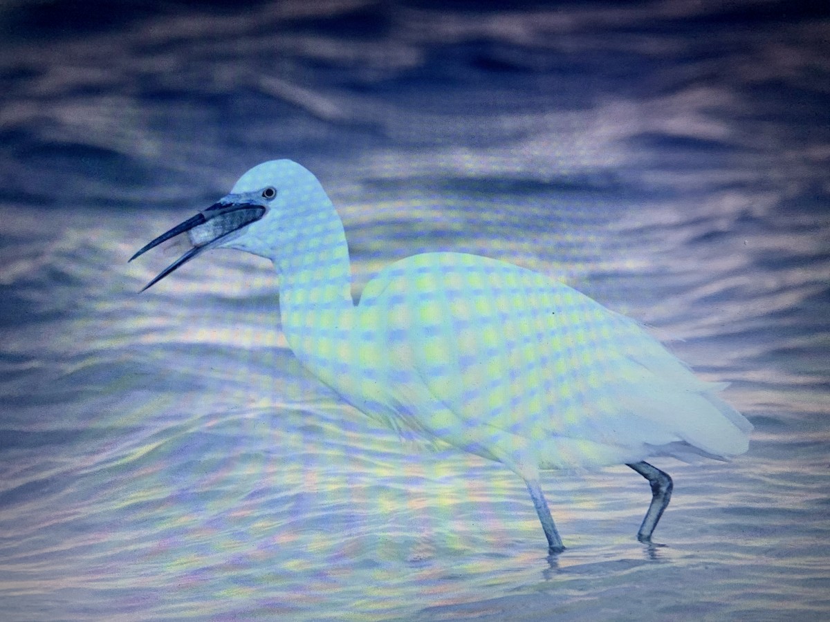 Little Egret - ML618221834