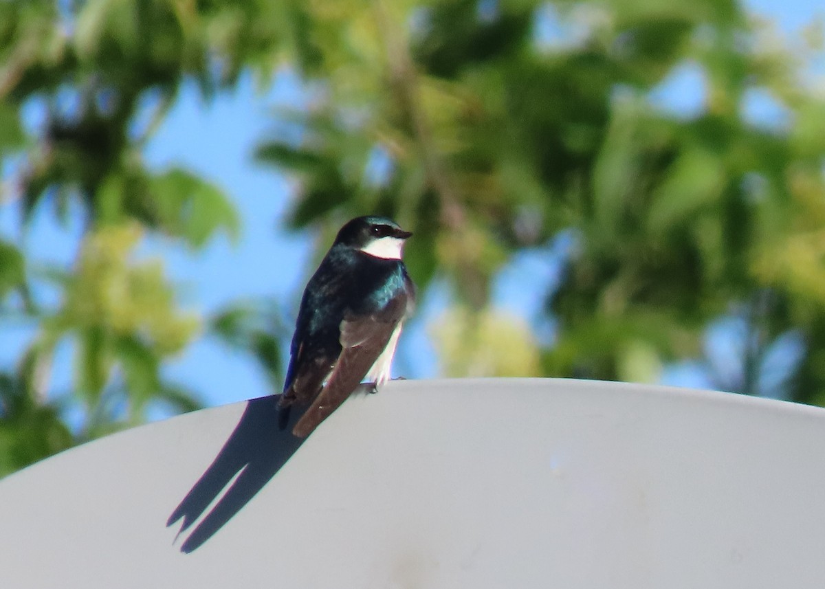 Tree Swallow - Leslie Flint