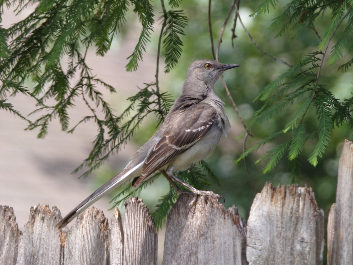 Northern Mockingbird - Texas Bird Family