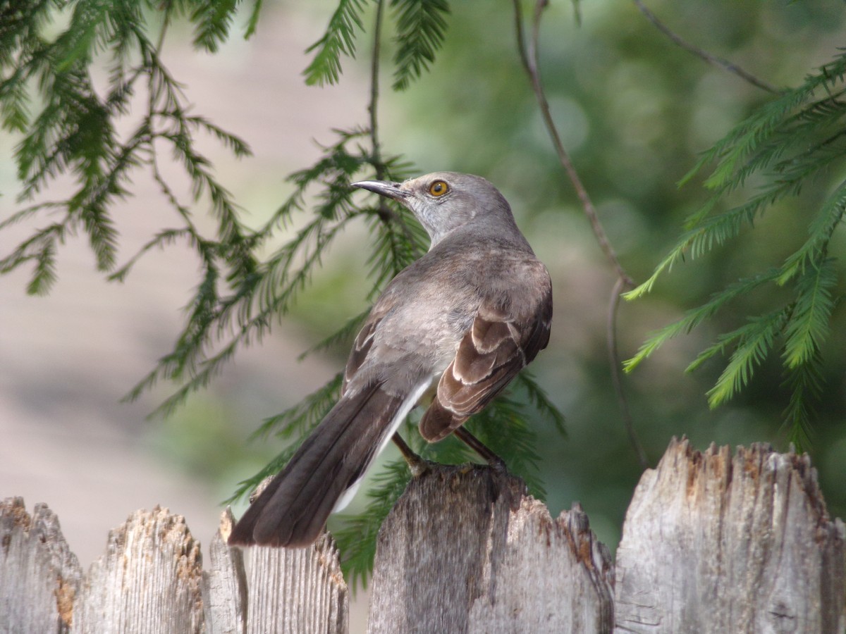 Northern Mockingbird - Texas Bird Family