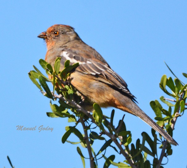 White-tipped Plantcutter - ML618221915