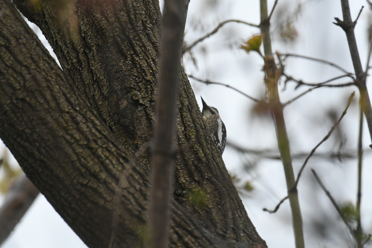 Yellow-bellied Sapsucker - Heather Pickard