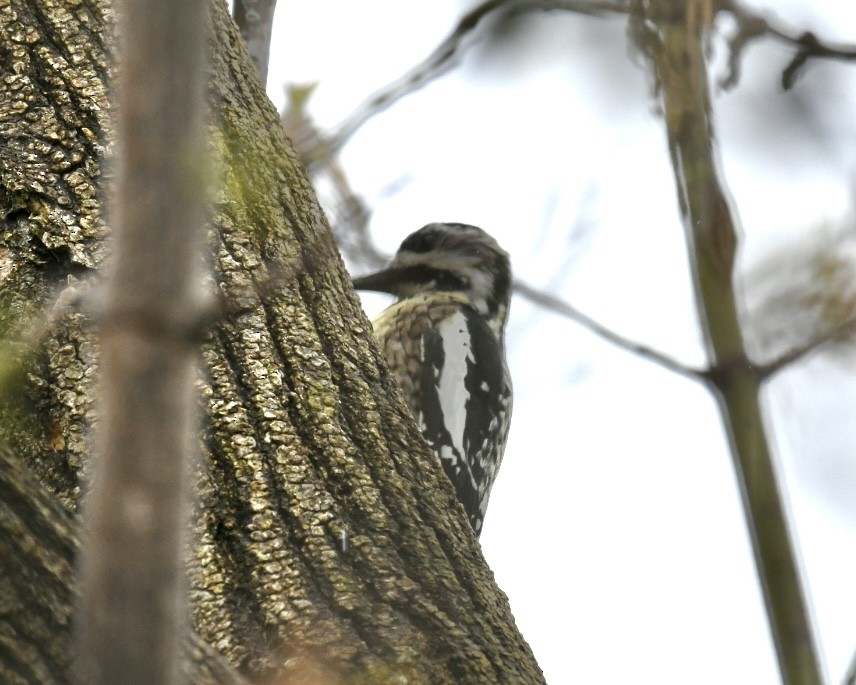 Yellow-bellied Sapsucker - Heather Pickard