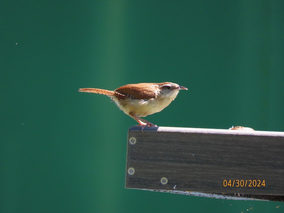 Carolina Wren - Susan Leake