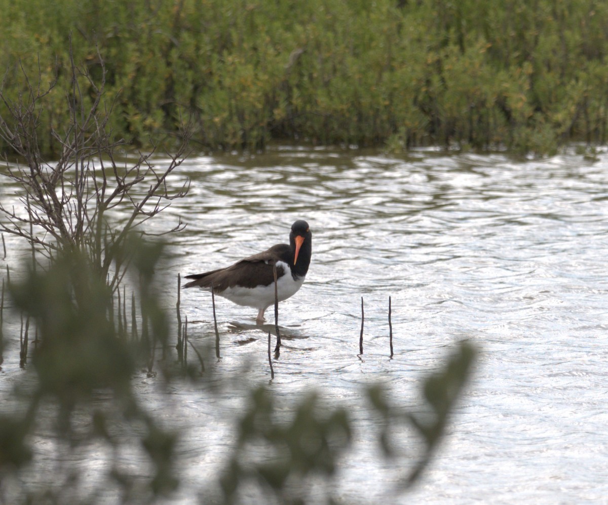 American Oystercatcher - ML618221920