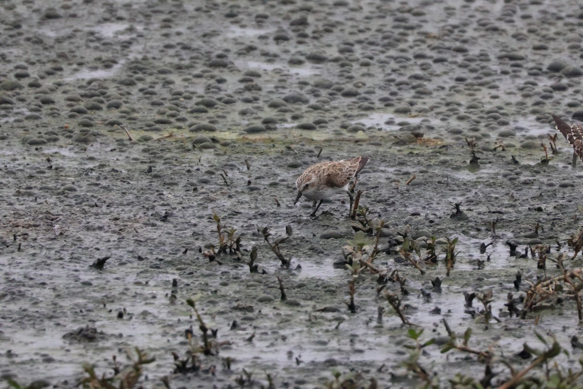 Semipalmated Sandpiper - Julia Nadeau Gneckow