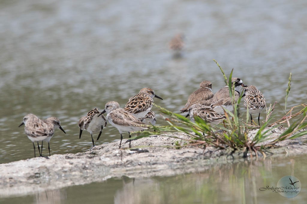 Western Sandpiper - ML618221933