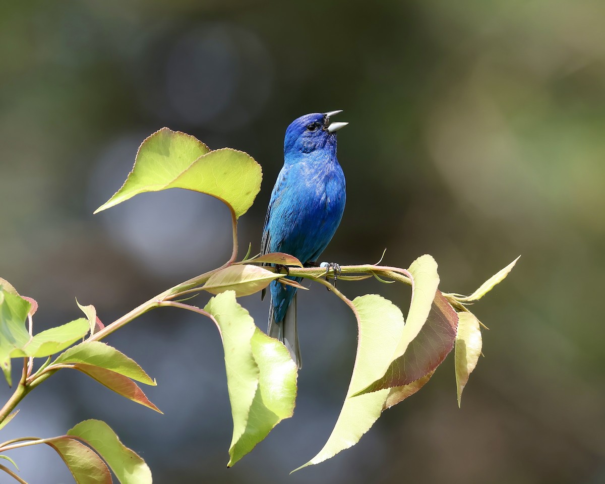 Indigo Bunting - Debbie Kosater