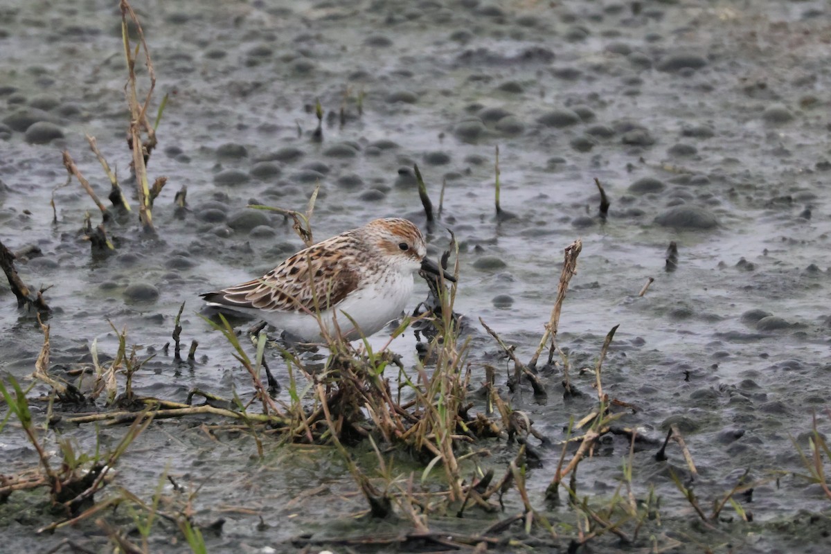 Western Sandpiper - Julia Nadeau Gneckow