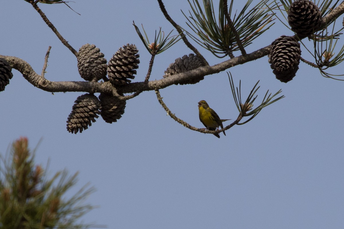 European Serin - ML618221960