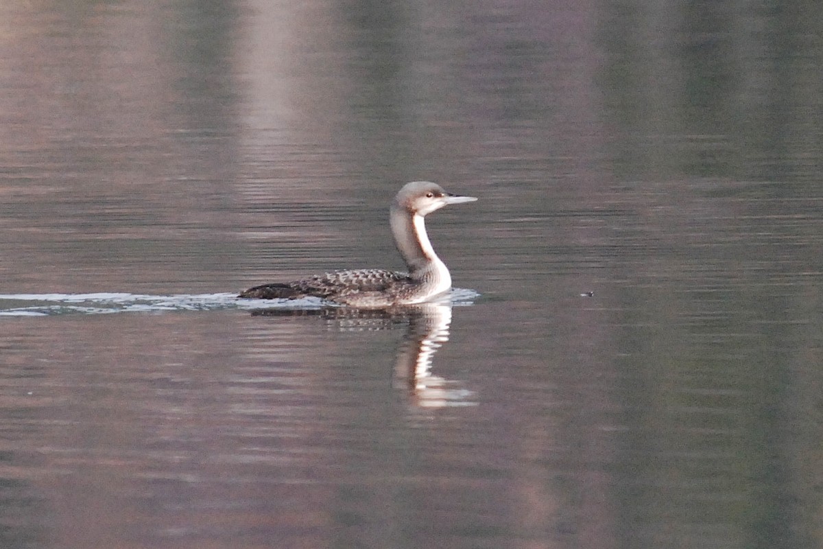 Pacific Loon - Gary Davidson