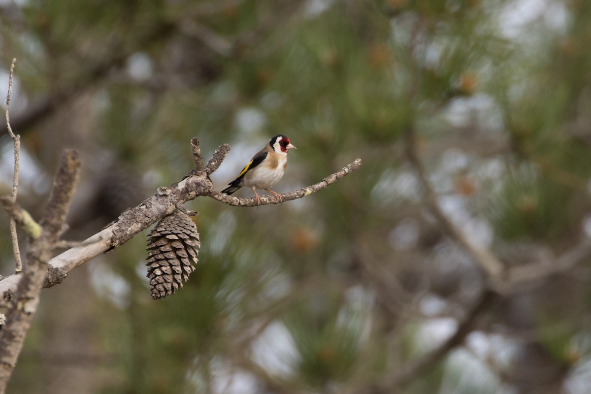 European Goldfinch - Detcheverry Joël