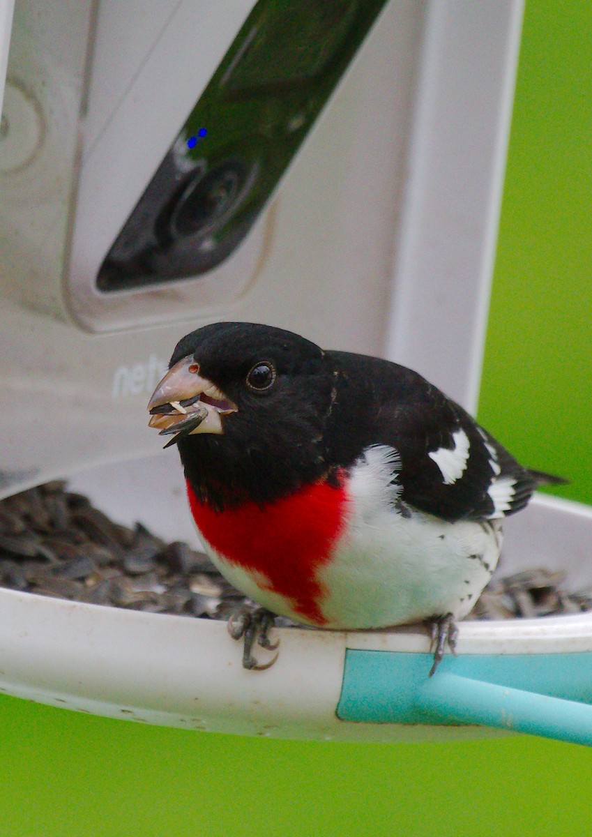 Rose-breasted Grosbeak - Rick Beaudon