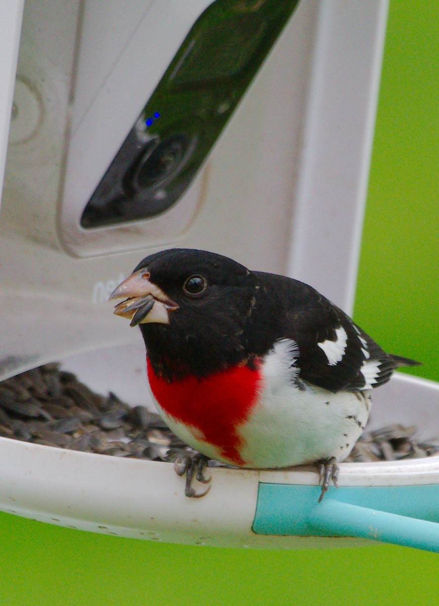 Rose-breasted Grosbeak - Rick Beaudon