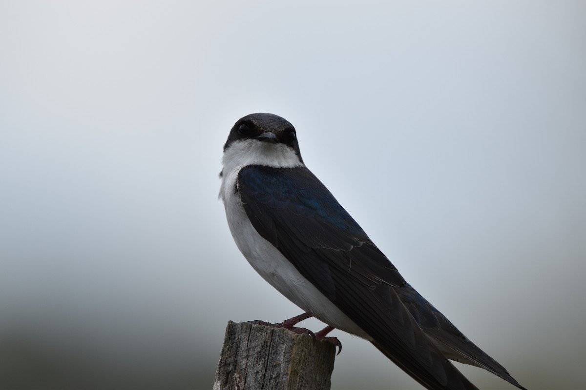 Tree Swallow - Thomas Connor