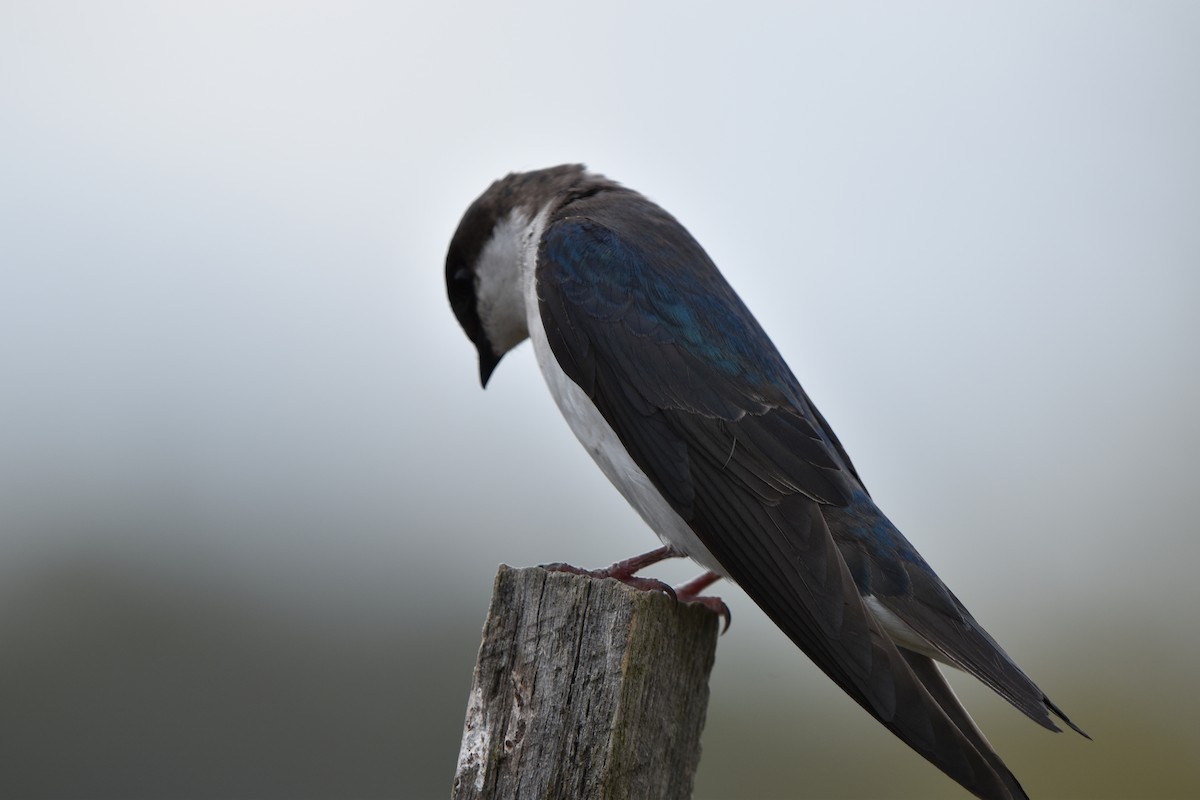 Tree Swallow - Thomas Connor