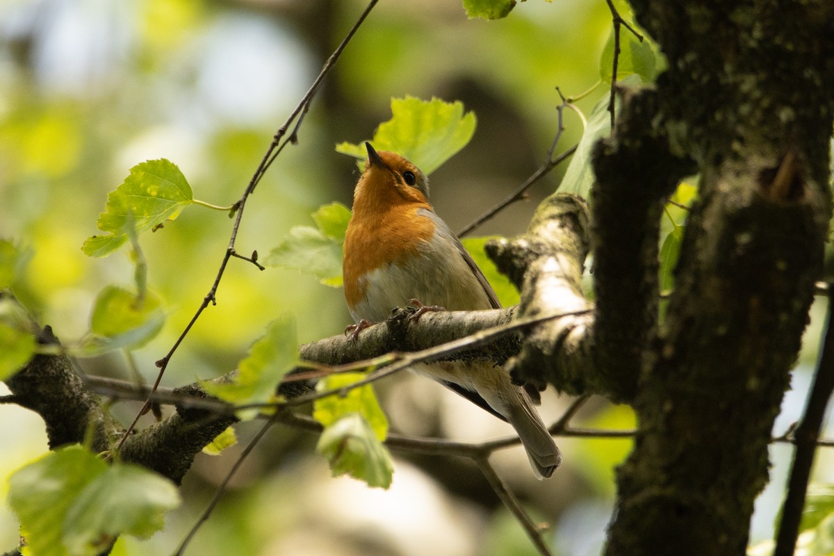 European Robin - ML618221974