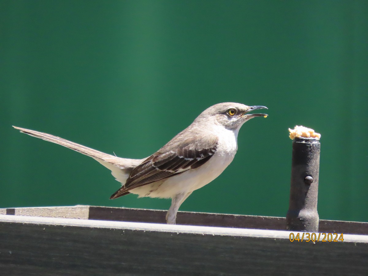 Northern Mockingbird - Susan Leake