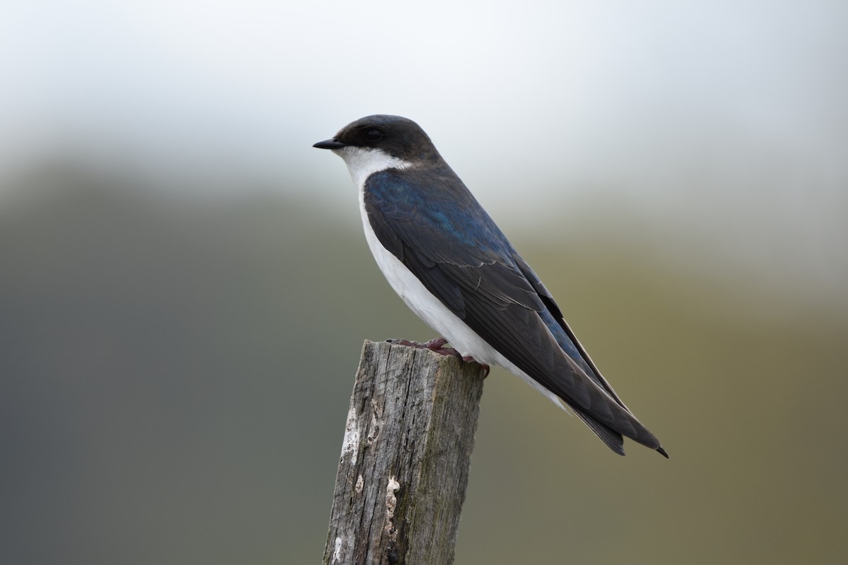 Tree Swallow - Thomas Connor