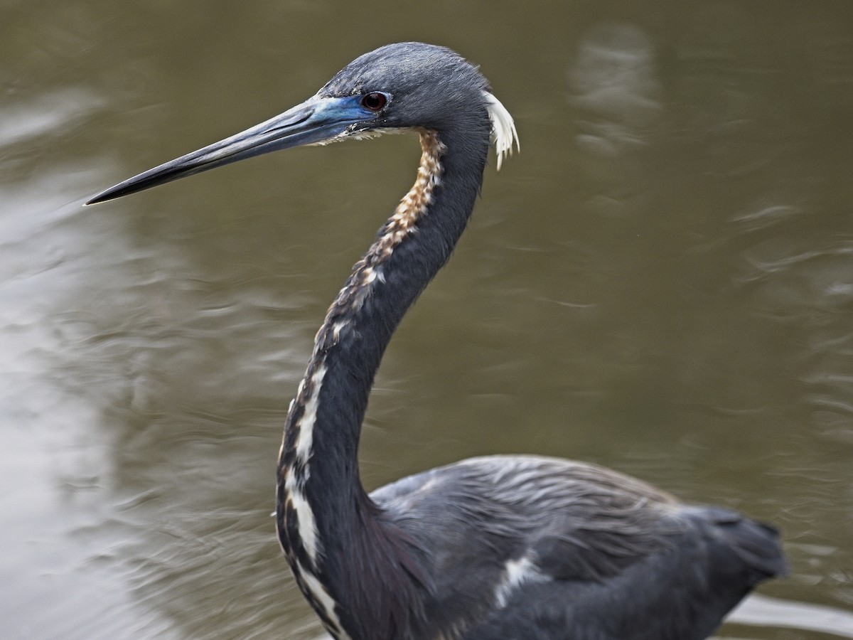 Tricolored Heron - Daniel Richards