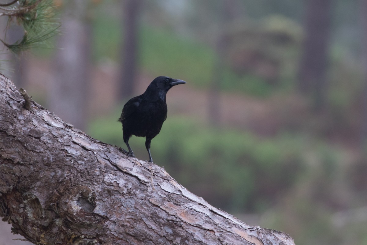 Carrion Crow - Detcheverry Joël