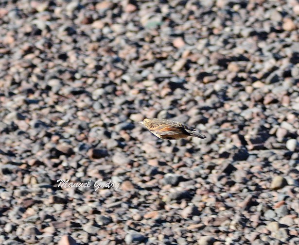 Spectacled Tyrant - ML618221994