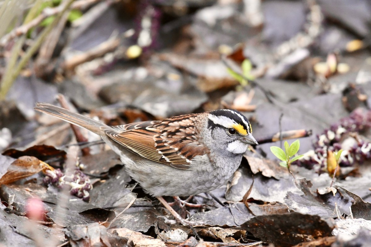 White-throated Sparrow - Heather Pickard