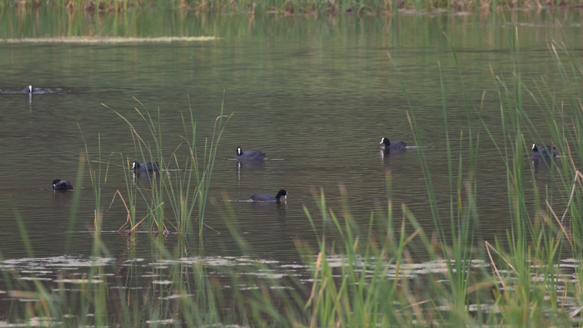 Eurasian Coot - ML618222008