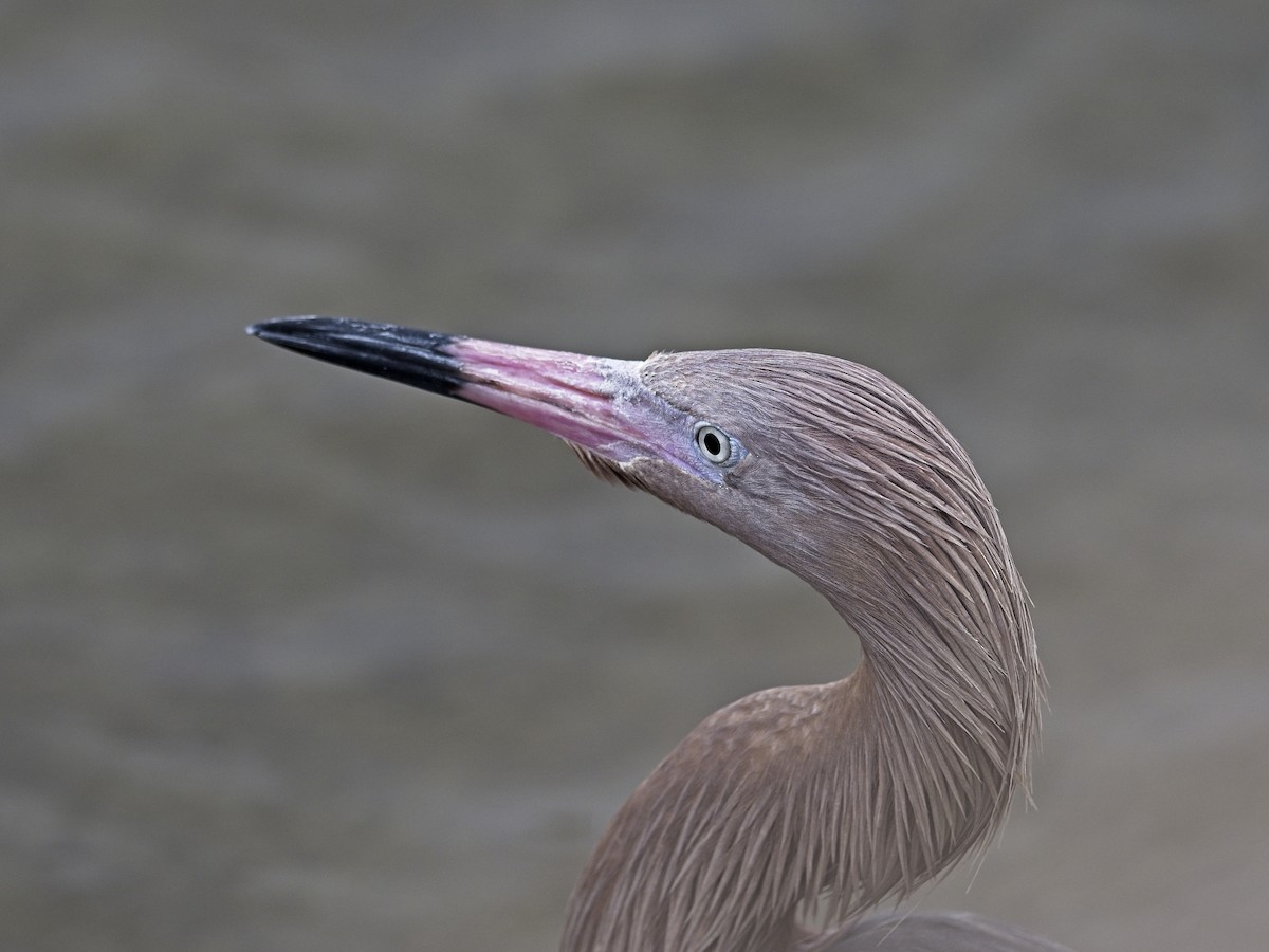 Reddish Egret - Daniel Richards