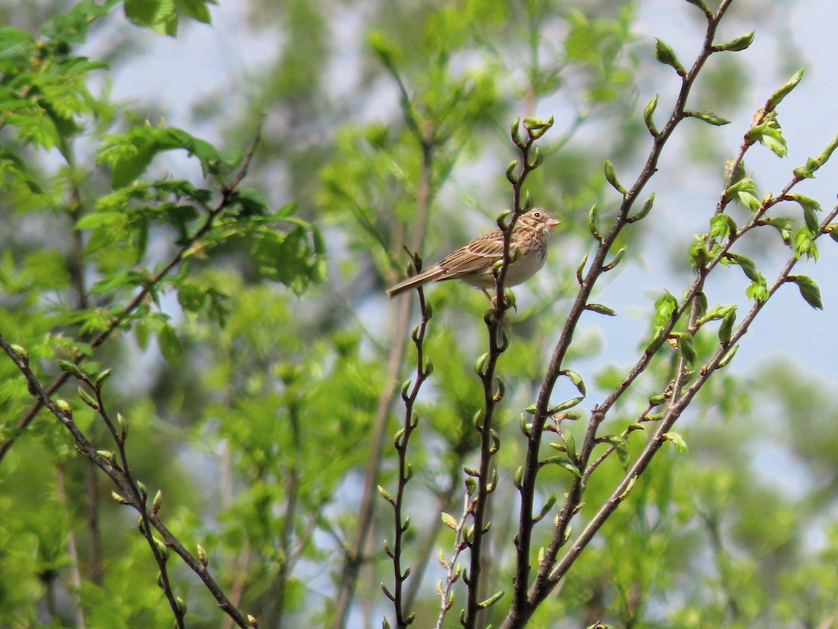 Vesper Sparrow - Randy Morgan